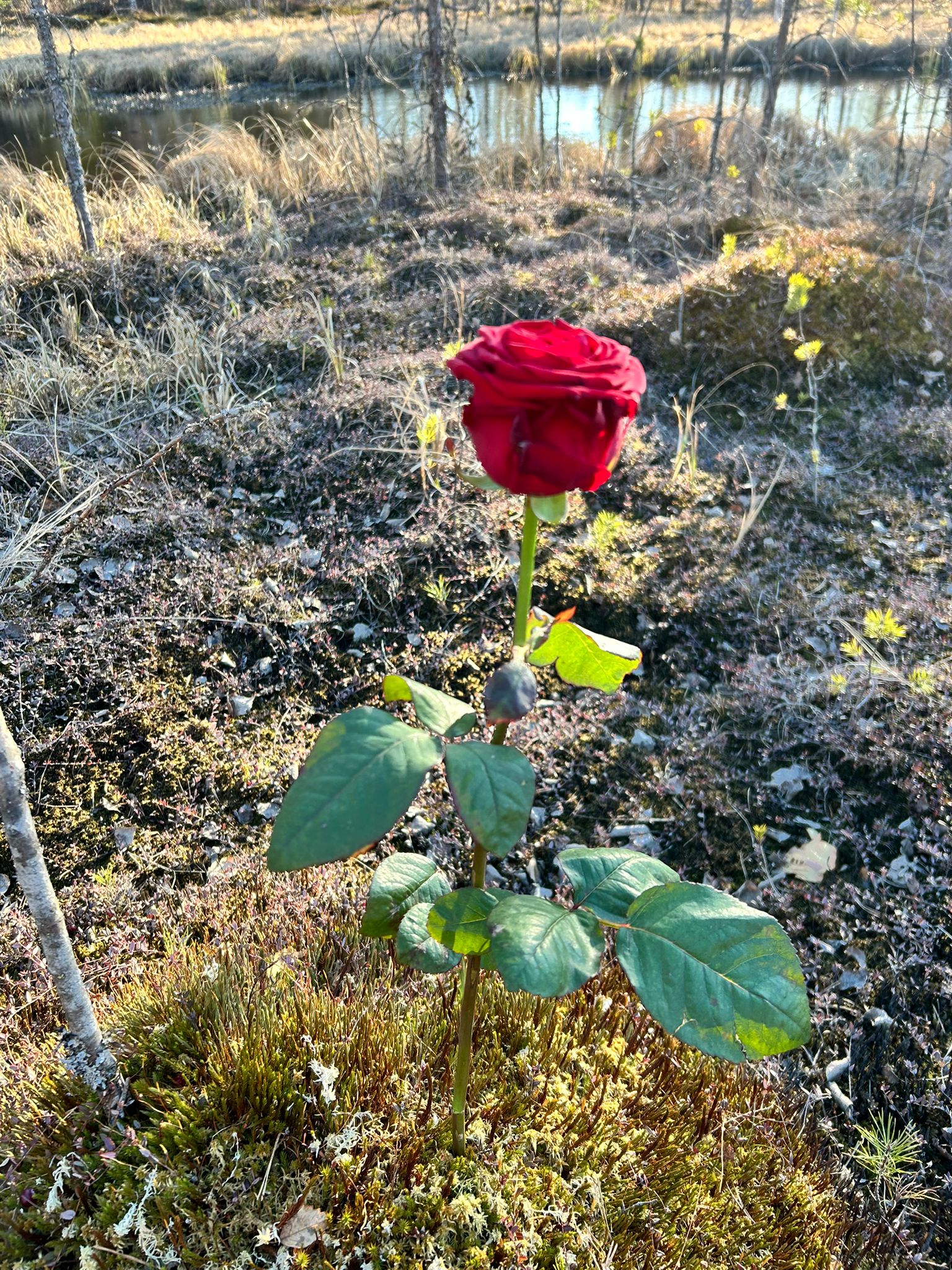 Heidi Viljasen puhe haudalla 30.4.2026